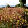 Miscanthus